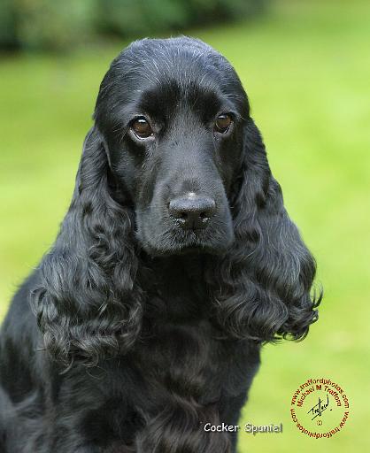 Cocker Spaniel 9T004D-537.JPG